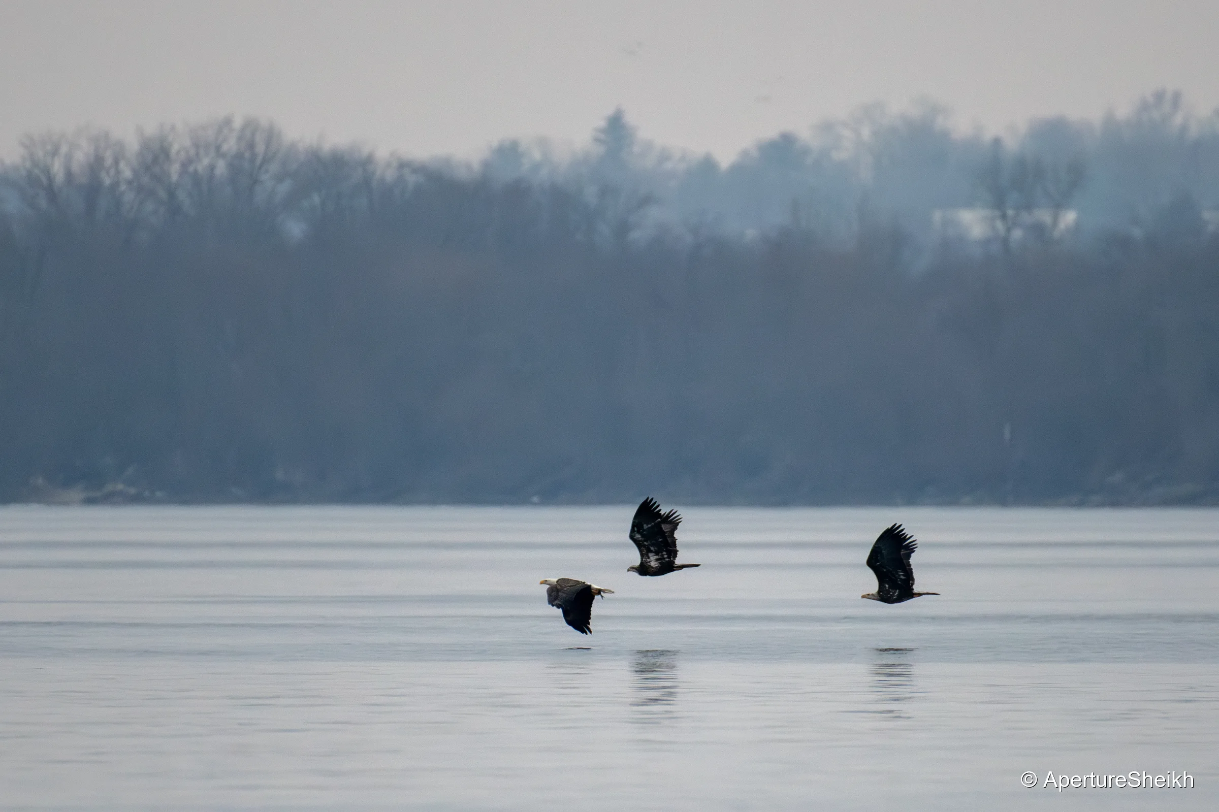 Adult and Two Juveniles