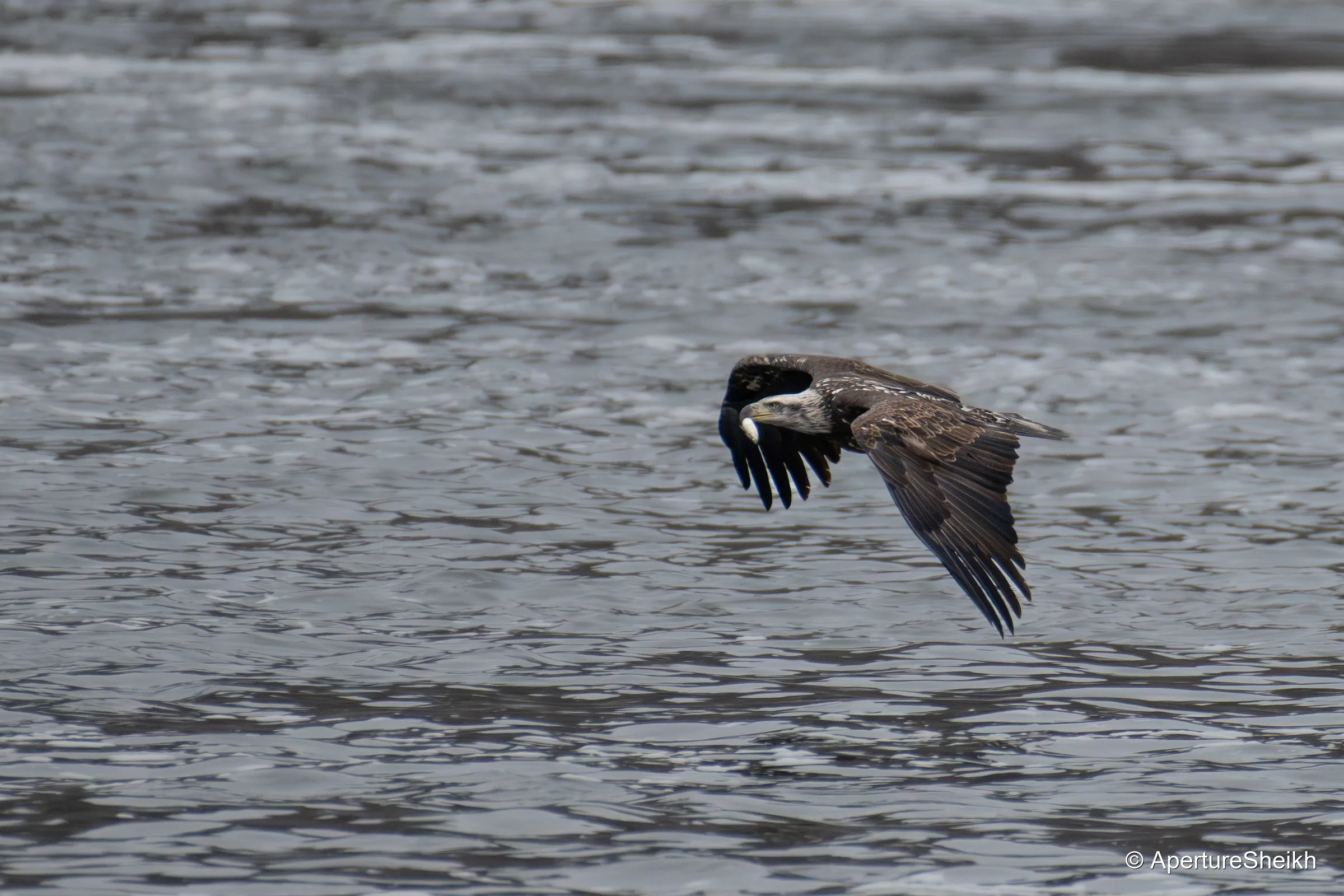 Eagle with Fish