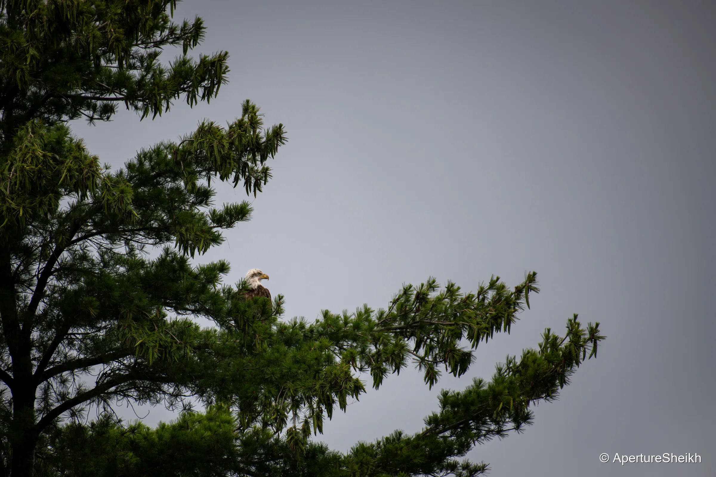 Bald Eagle Perched