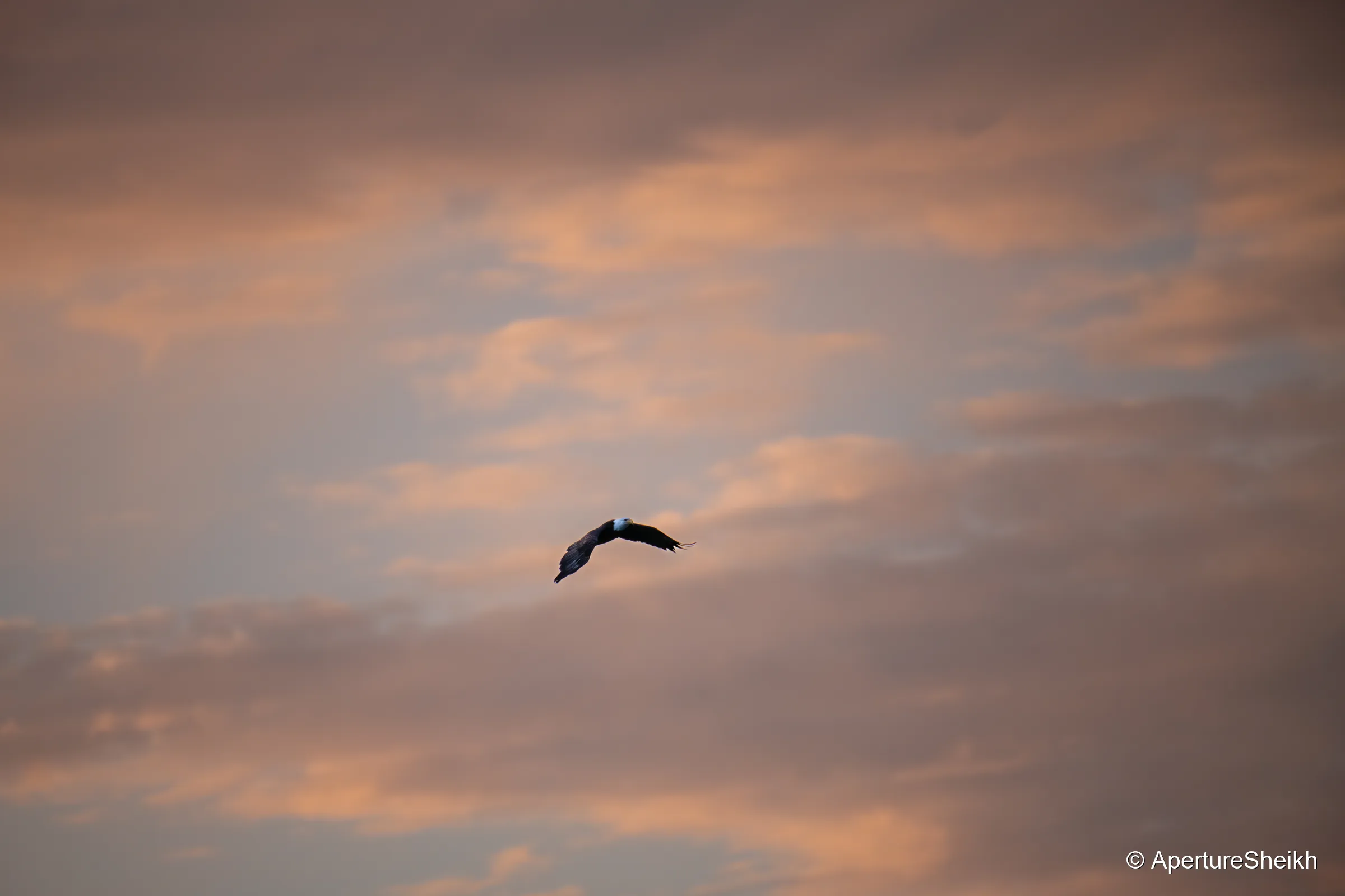Eagle at Sunset
