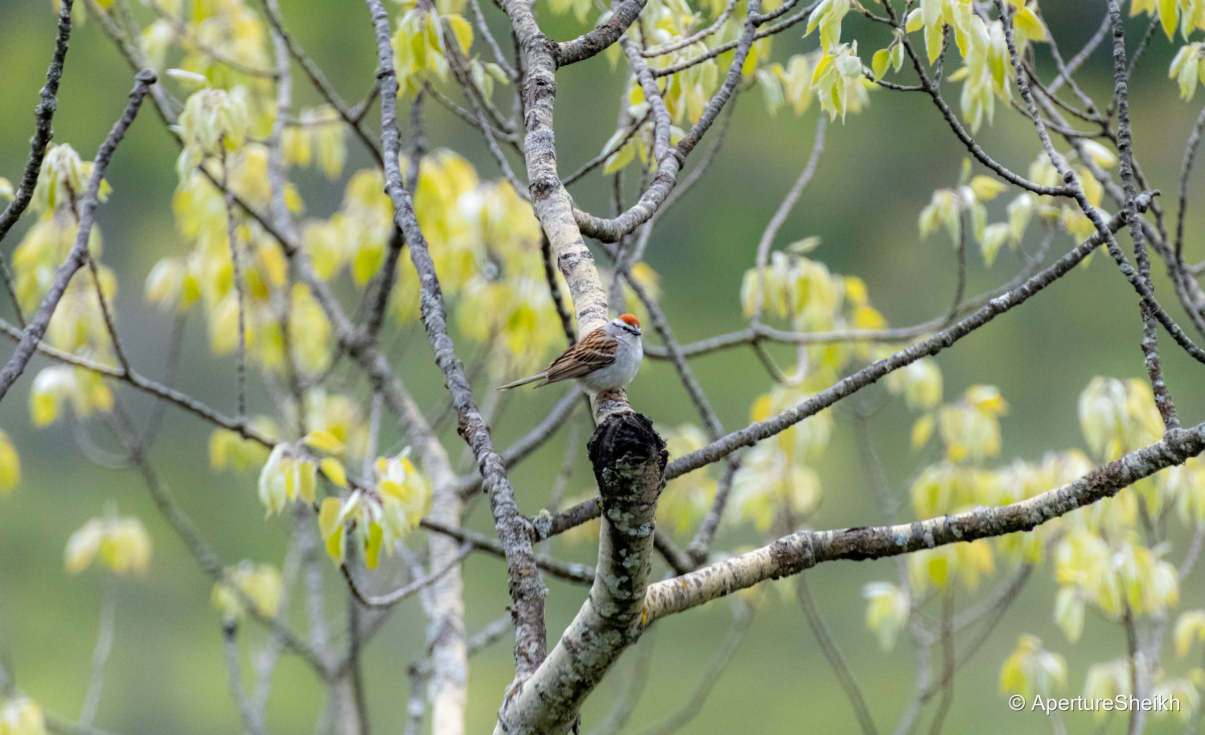 Chipping Sparrow