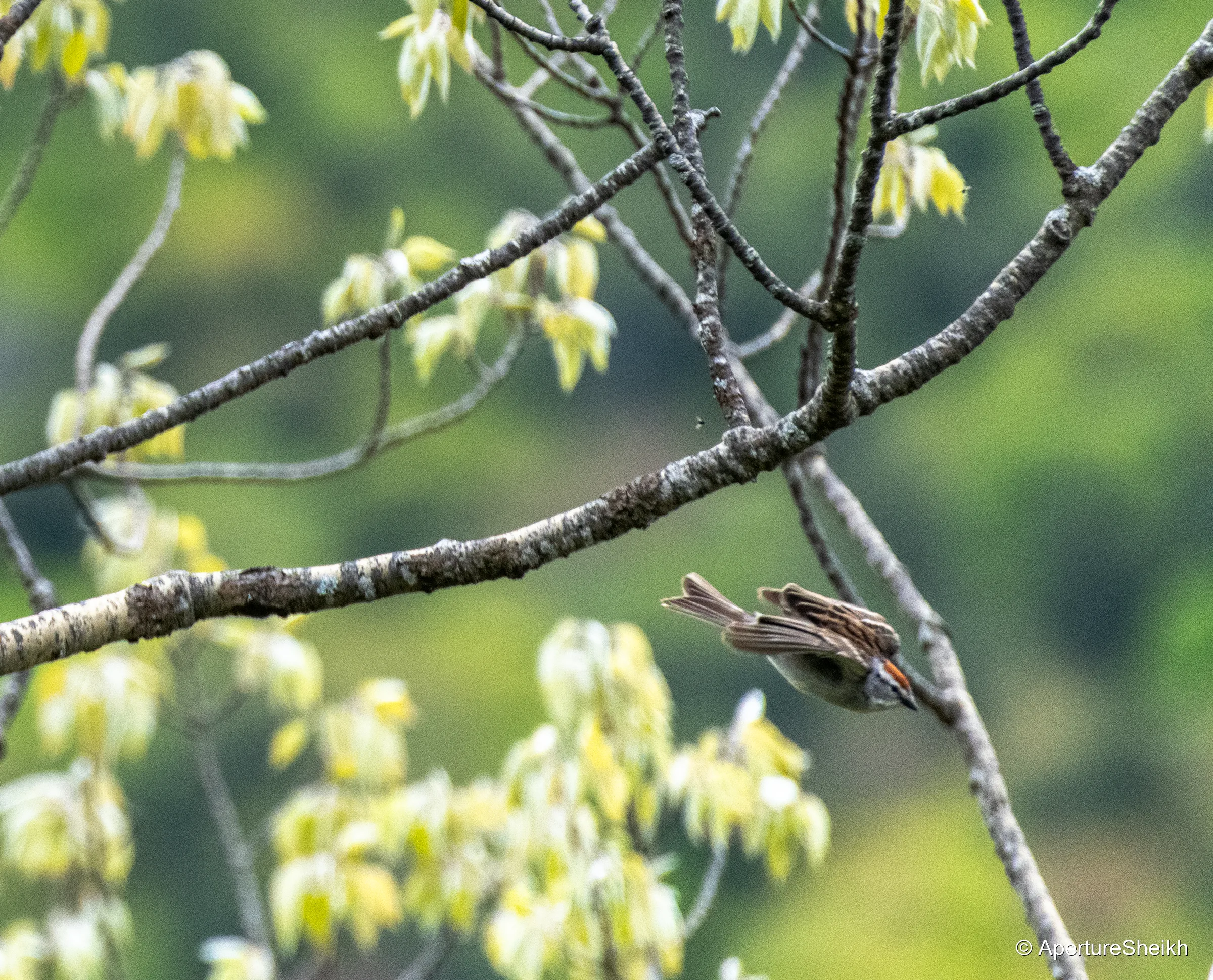 Sparrow Dive