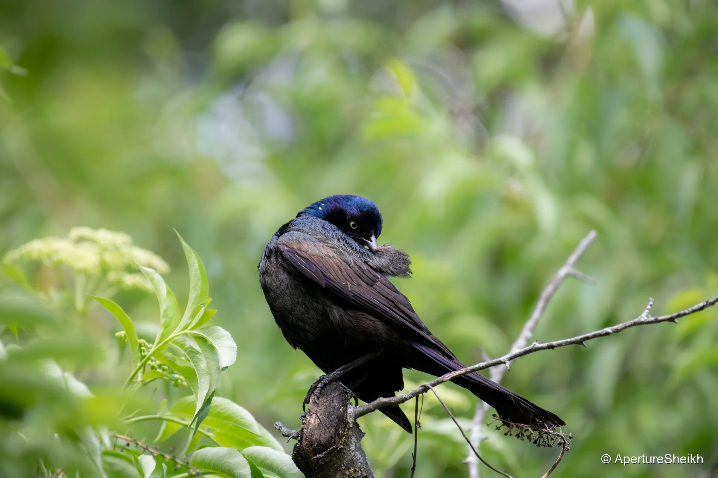 Common Grackle Grooming