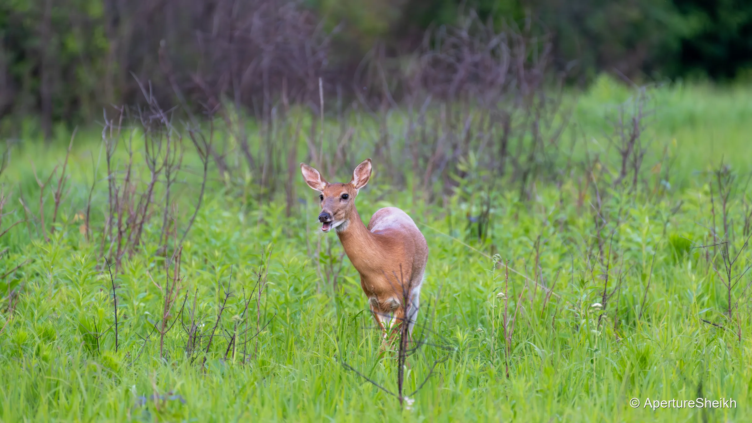 Grass Chewer