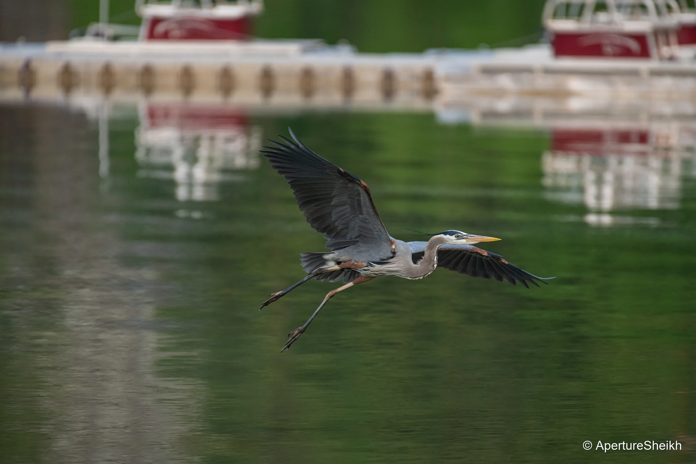 Great Blue Landing