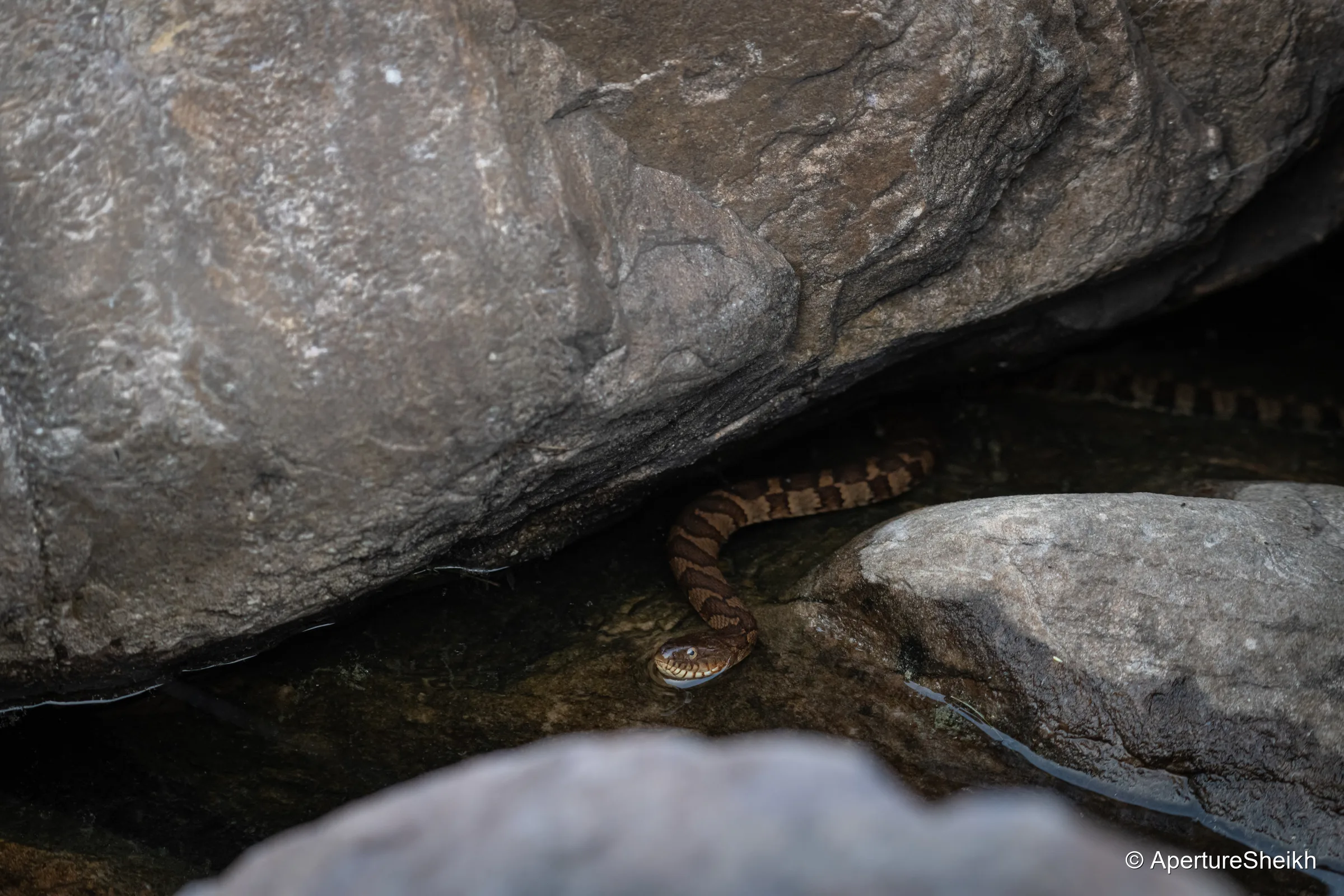 Northern Water Snake