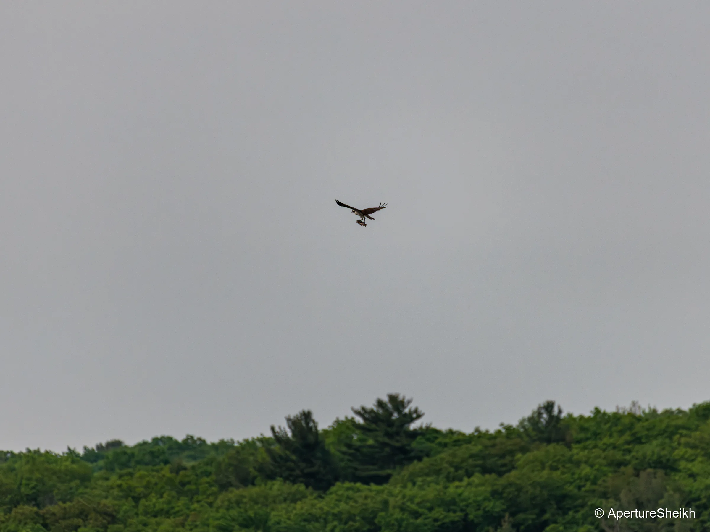 Open Wide Osprey