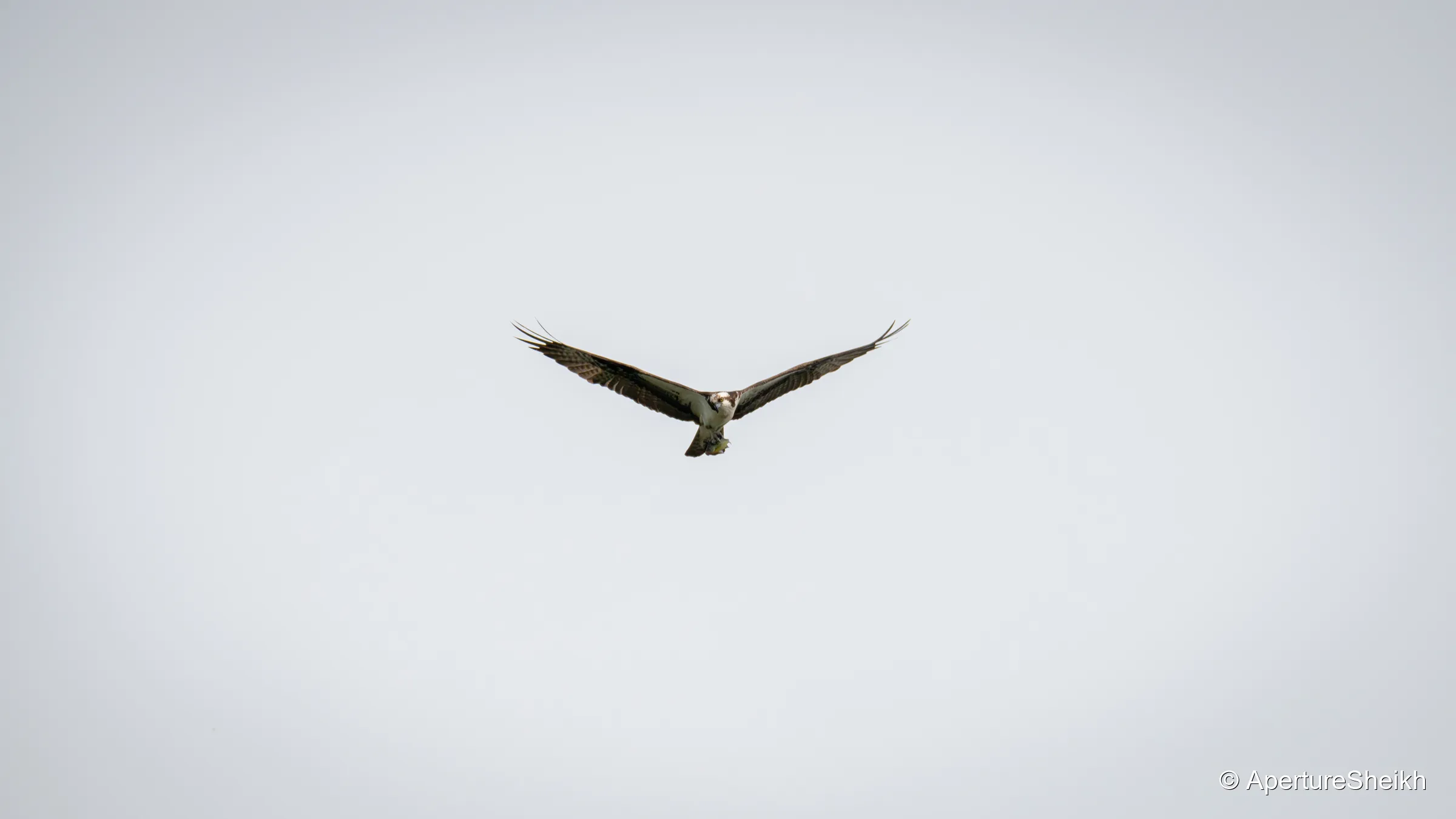 Osprey with Fish