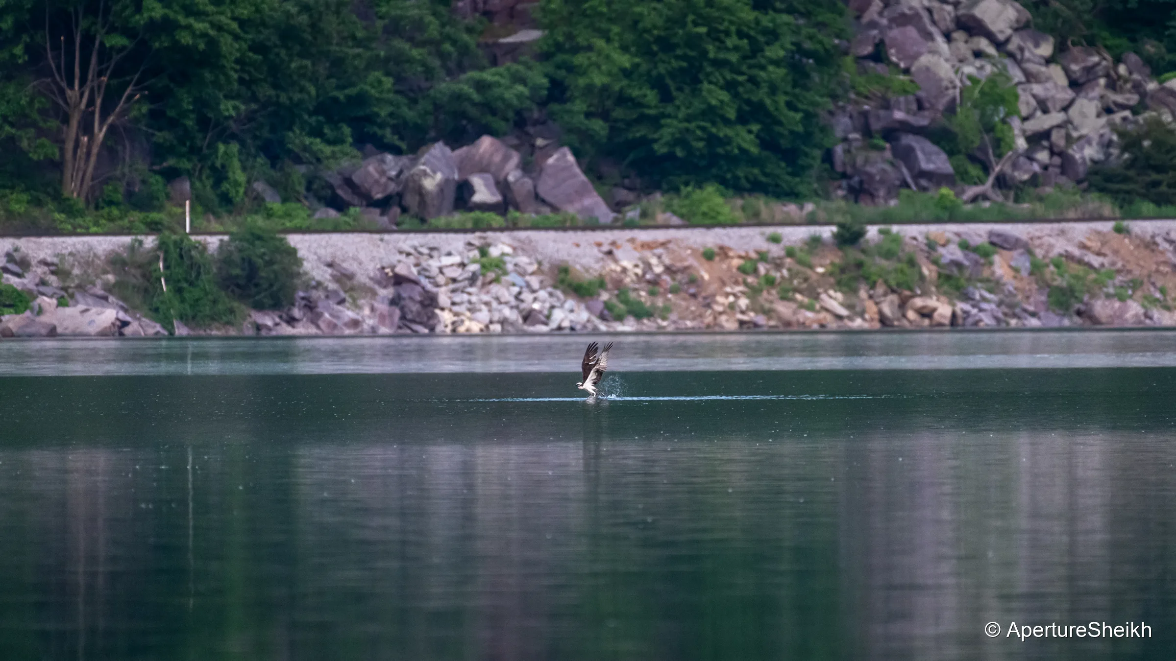 Osprey Fishing