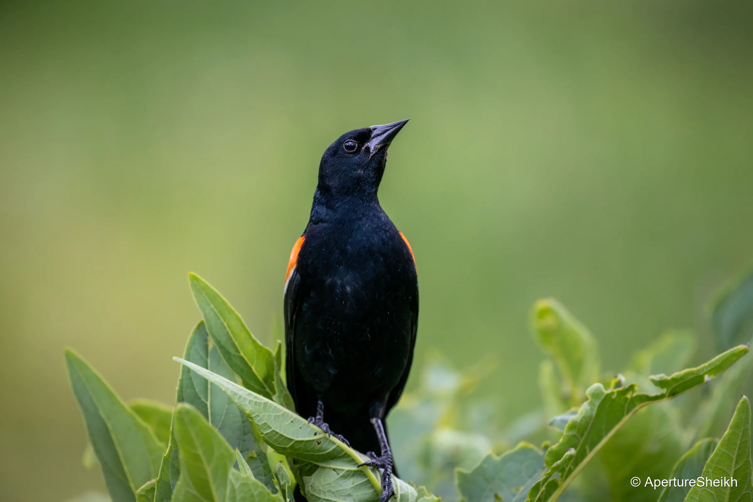 Red-Winged Blackbird