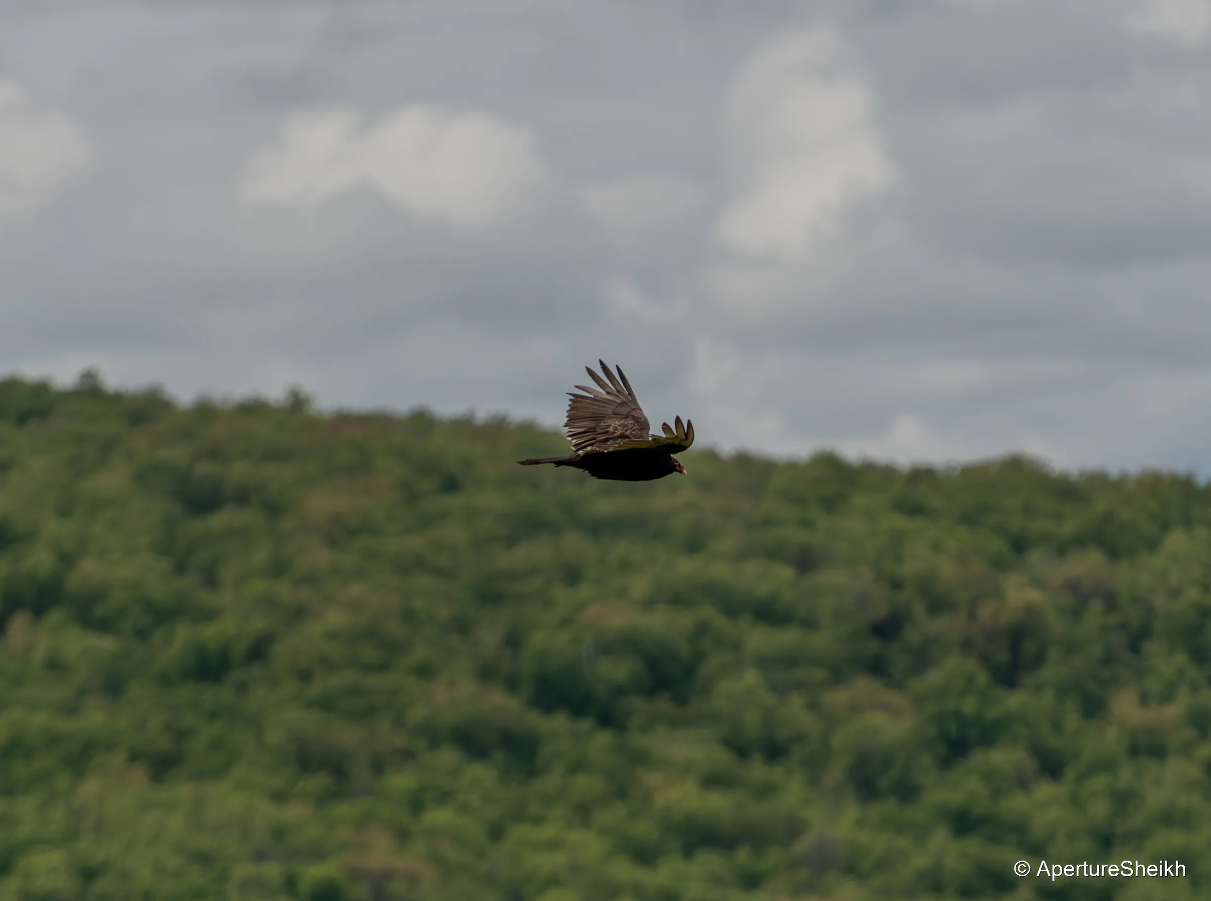Turkey Vulture